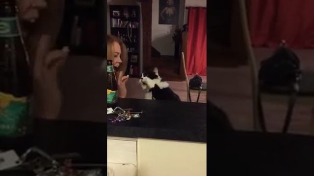 Taco Cat High Fives! смотреть онлайн