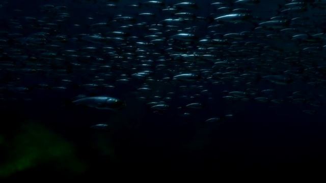 Sea Monsters~ Xiphactinus Pt2