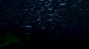 Sea Monsters~ Xiphactinus Pt2