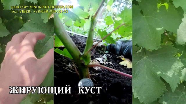 01 - ОПРЕДЕЛЯЕМ ДЕФИЦИТ ЭЛЕМЕНТОВ ПИТАНИЯ ПО ЛИСТУ НА ВИНОГРАДЕ смотреть онлайн