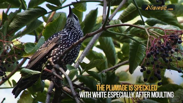 Common Starling [Sturnus Vulgaris] смотреть онлайн