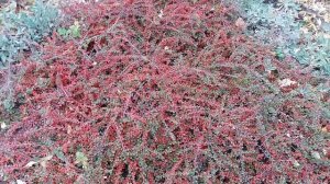 Кизильник горизонтальный осенью