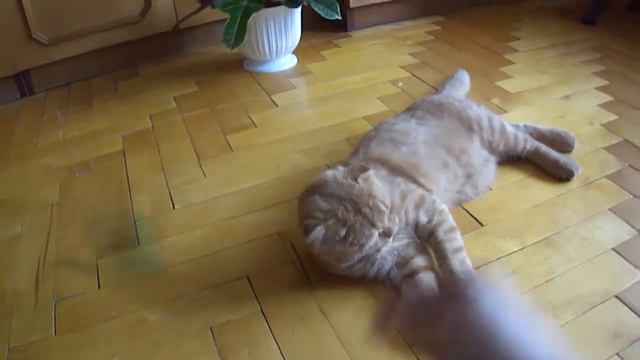мой малыш шотландец смотреть онлайн