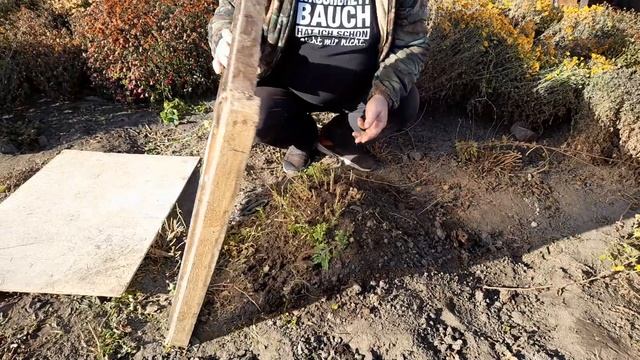 КАК УКРЫТЬ ХРИЗАНТЕМУ МУЛЬТИФЛОРА НА ЗИМУ.