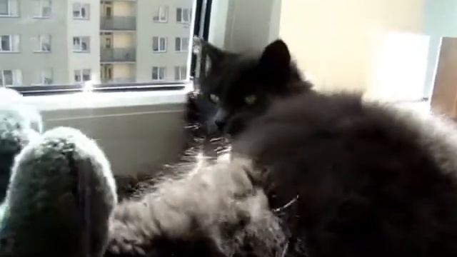 Кот, мыло и игрушка смотреть онлайн