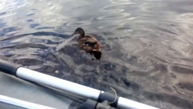 Моя ручная утка !(рыбалка в Ленинградской обл.)река Свирь. смотреть онлайн