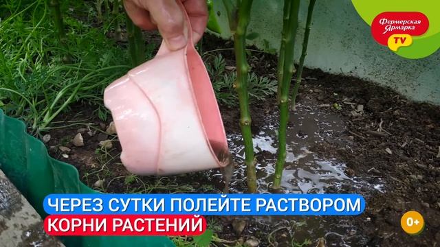 Советы садоводам: медная проволока, борная кислота и кожура апельсина смотреть онлайн