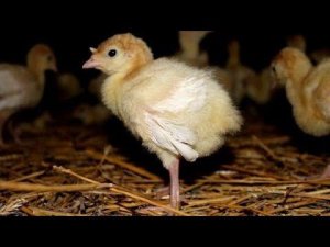 Второй день индюшатам//Какая должна быть температура в брудере