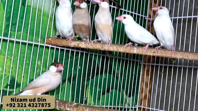 Java breeding Season|| Java Breeding Time|| Best time for Java Breeding|| Java Pairing|| Java Colon смотреть онлайн