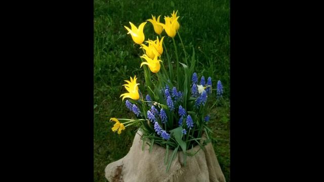 Городские цветы на улице и дома. City flowers in the street and at home. [ #МиккиСладкоежка ] смотреть онлайн