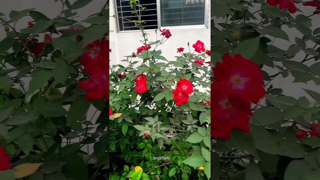 Red Roses. смотреть онлайн