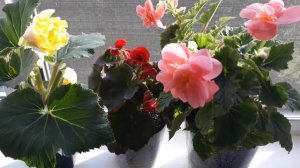 УХОД ЗА БЕГОНИЕЙ ОСЕНЬЮ ?