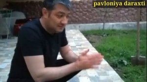 Павлония дарахти 1 йиллик кучат канчалик булди  Uzbekistan