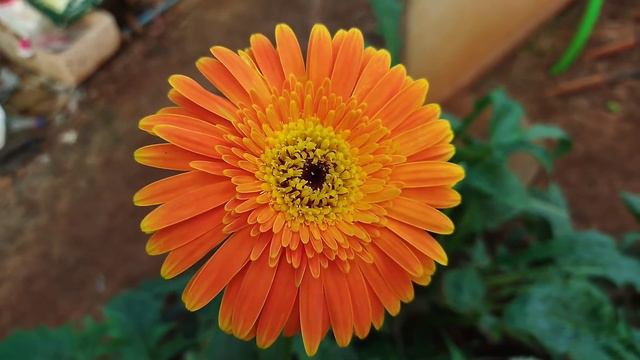 Gerbera Flower Seeds Online India || Jalbera Flower Plant Care