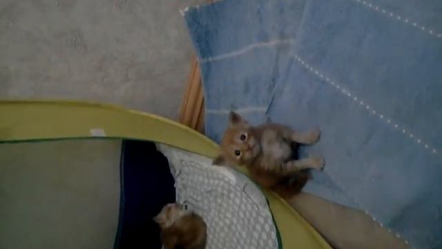 котенок мейн кун 3,5 недели смотреть онлайн