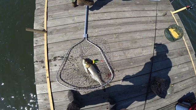 Толстолобик от подготовки к рыбалке до балыка смотреть онлайн