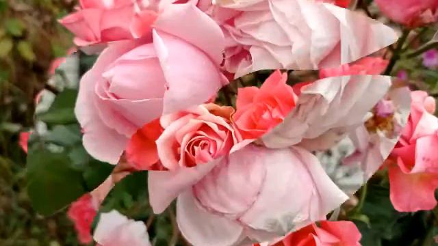 Вот так цветут цветы в октябре смотреть онлайн