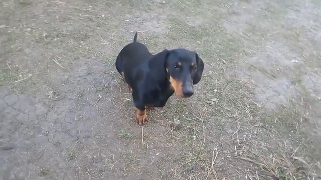 Такса Сима смотреть онлайн