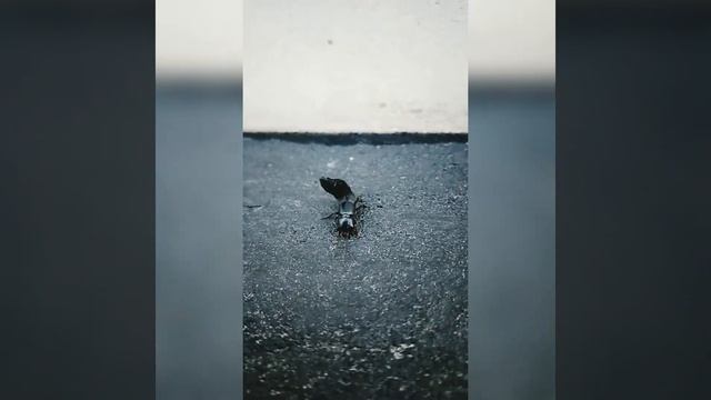 Стафілін пахучий. Нічний хижак смотреть онлайн