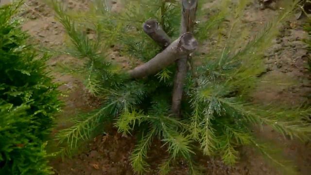 ЕЛИ ПОДРАСТАЮТ. смотреть онлайн