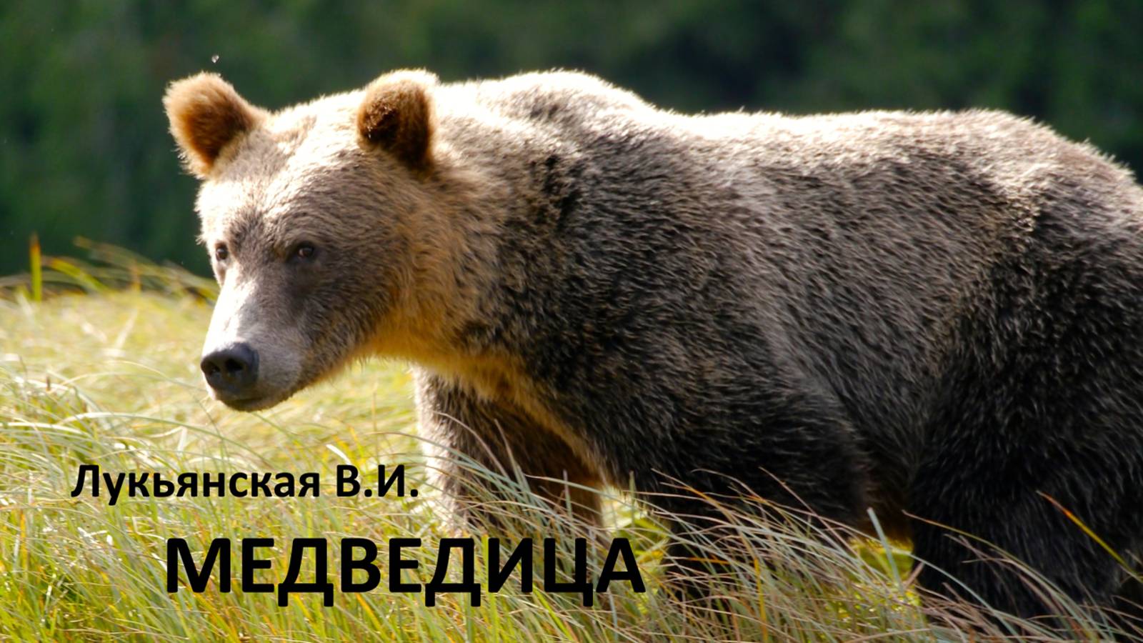 Рассказ Медведица смотреть онлайн