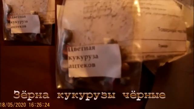 КУКУРУЗА АЦТЕКОВ, ЧУФА, ЦВЕТУЩИЙ АРАХИС В СРЕДНЕЙ ПОЛОСЕ РОССИИ смотреть онлайн