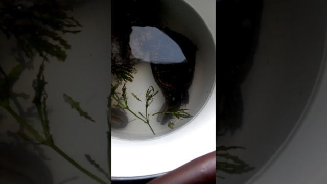 Болотная черепаха ест мидию