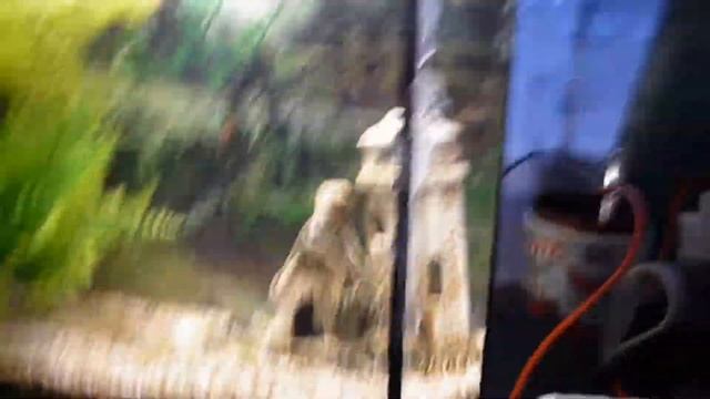 РЫБКИ ГУППИ | ЧТО ПРОИЗОШЛО С АКВАРИУМОМ