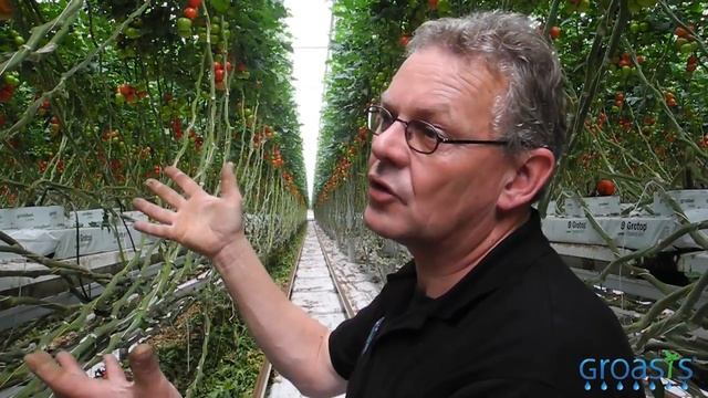 Episode 13 - How do tomatoes grow in a hydroponic system? смотреть онлайн