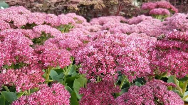 Sedum 'Herbstfreude' смотреть онлайн