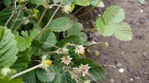 Земляника Александрия и Сентябрский сюрприз. Часть 2