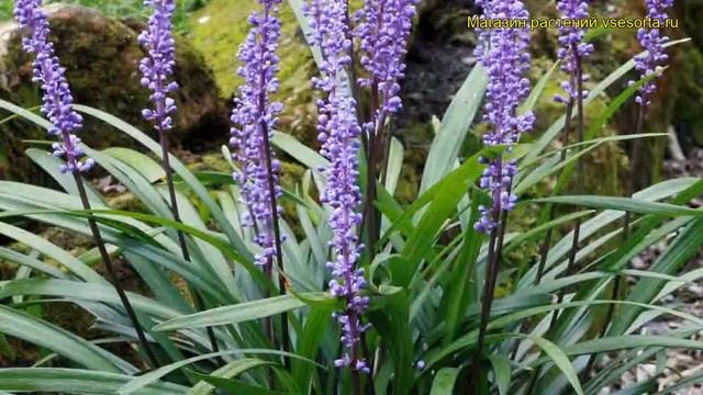 Лириопе мускари Роял Перпл. Краткий обзор, описание характеристик liriope muscari Royal Purple смотреть онлайн