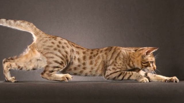 Домашний леопард. Кошка с дикой раскраской - оцикет. смотреть онлайн