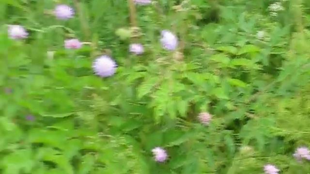 Дневной павлиний глаз (Peacock butterfly) смотреть онлайн