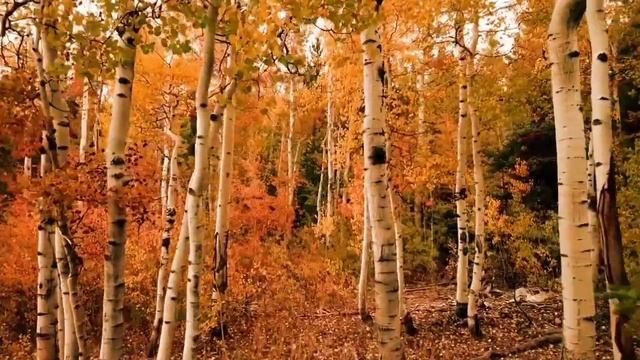 Фон осень для интро 720 HD взять фон можно бесплатно ну вам когда надо сделать 1 поставить лайк 2 смотреть онлайн