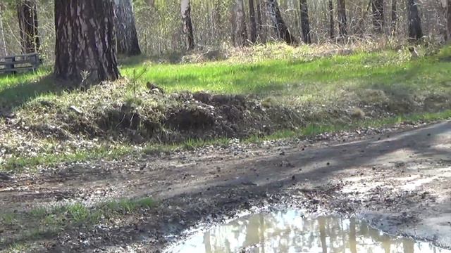 Лесные красавицы. смотреть онлайн