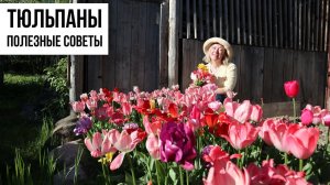 Тюльпаны от цветения до посадки / Полезные советы