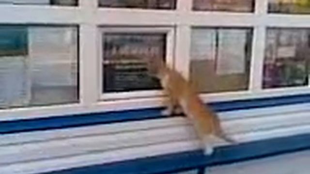 Котэ просит "Вискас" смотреть онлайн