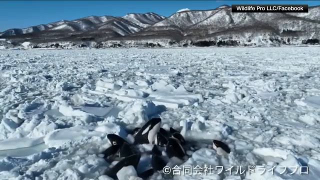 At least 10 killer whales appear trapped by sea ice in Japan смотреть онлайн