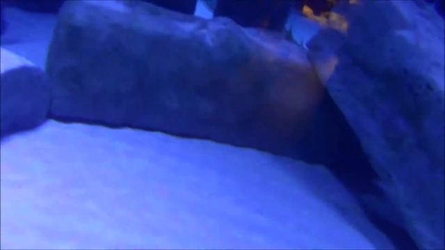 Океанариум в Анталии смотреть онлайн