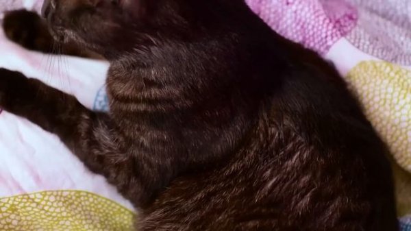 AWESOME HACKS FOR PET OWNERS || Cute DIYs, Fun Toys and Useful Gadgets