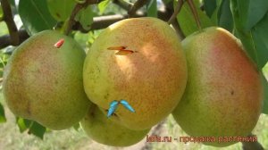 Груша плодовая Северянка краснощекая ? обзор: как сажать, саженцы груши Северянка краснощекая