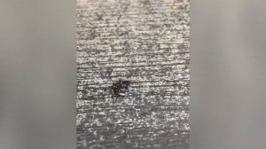 Ремонт и прокачка гидравлического тормоза электросамоката