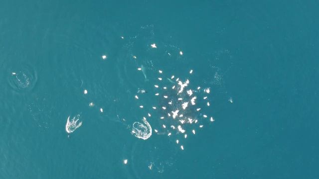 Дельфины 🐬🙂 Симеиз. Ялта. ЮБК🙂 смотреть онлайн