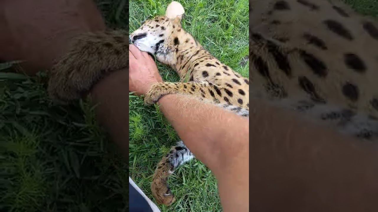 Очень непоседливый сервал. Very active serval смотреть онлайн