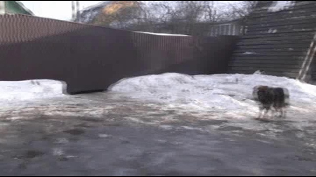 Что думают собаки о действии шокера