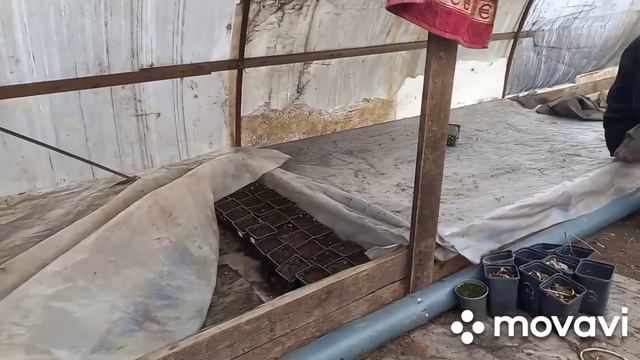 #Ежевика 20.02.23.первые результаты. смотреть онлайн