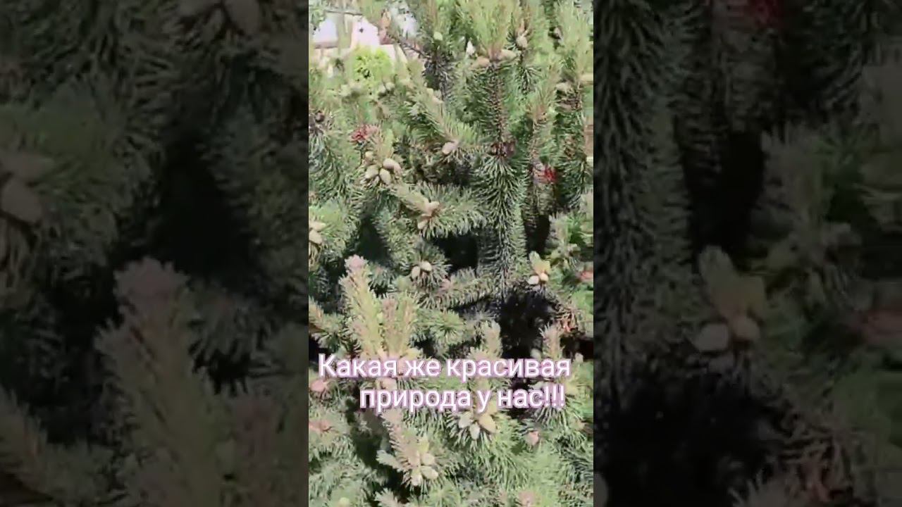красоты урала... смотреть онлайн