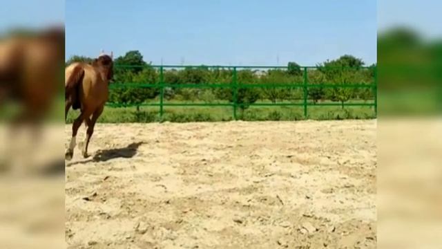 Донской жеребец 2015г Ростов-на-Дону смотреть онлайн