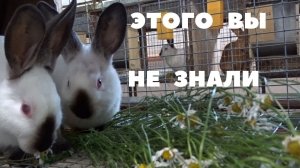 Рост и развитие крольчат, гены и окружающая среда